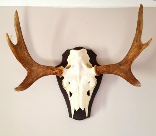 Antique Mounted Moose Skull & Antlers