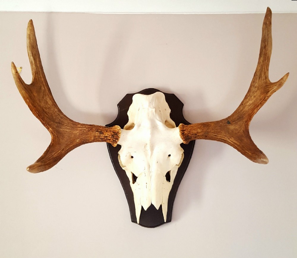 Antique Mounted Moose Skull & Antlers