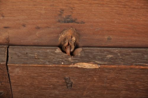 SMALL 17TH CENTURY OAK COFFER - ADDITIONAL PHOTO 7