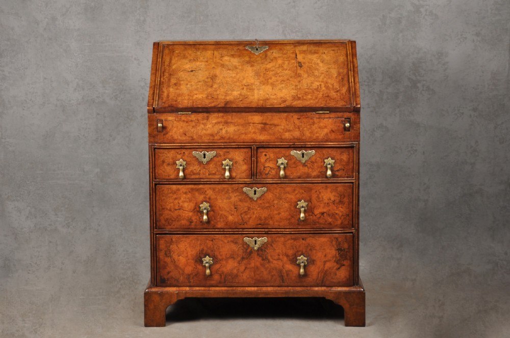 An early eighteenth-century burr walnut bureau featuring a sloped fall-front writing flap above four graduated drawers with brass drop handles and bracket feet.