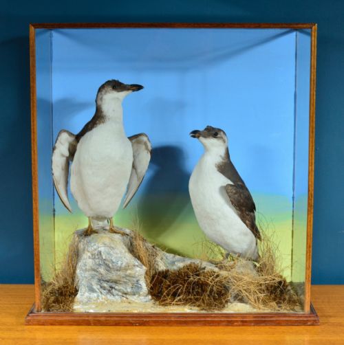 cased taxidermy razorbills in winter plumage by j foster 1881 - CATEGORY: ANTIQUE MISCELLANEOUS - DATED 19TH CENTURY