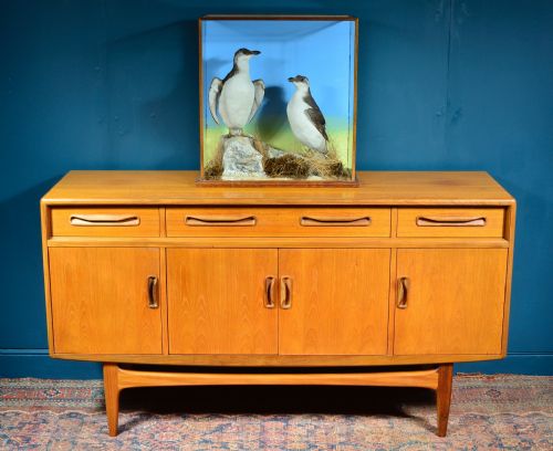 CASED TAXIDERMY RAZORBILLS IN WINTER PLUMAGE BY J FOSTER 1881 - ADDITIONAL PHOTO 1