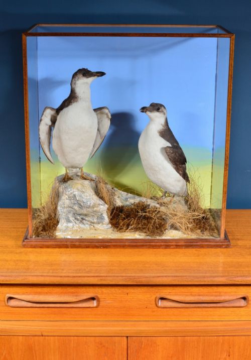 CASED TAXIDERMY RAZORBILLS IN WINTER PLUMAGE BY J FOSTER 1881 - ADDITIONAL PHOTO 2
