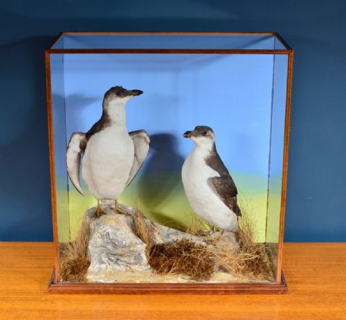 CASED TAXIDERMY RAZORBILLS IN WINTER PLUMAGE BY J FOSTER 1881 - ADDITIONAL PHOTO 4
