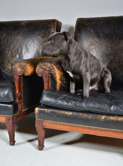 A PAIR OF FRENCH MAHOGANY AND BLACK LEATHER LIBRARY ARMCHAIRS C1900 - ADDITIONAL PHOTO 15