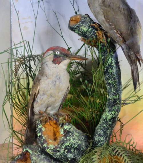 VICTORIAN CASED PAIR OF TAXIDERMY GREEN WOODPECKERS BY LEWIS HUTTON BRISTOL EX ROWLAND WARD C1880 - ADDITIONAL PHOTO 5