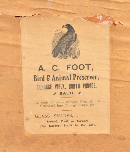 CASED TAXIDERMY WHITE PHEASANT BY AC FOOT BATH C1890 - ADDITIONAL PHOTO 1