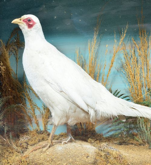 CASED TAXIDERMY WHITE PHEASANT BY AC FOOT BATH C1890 - ADDITIONAL PHOTO 2