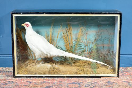 CASED TAXIDERMY WHITE PHEASANT BY AC FOOT BATH C1890 - ADDITIONAL PHOTO 3