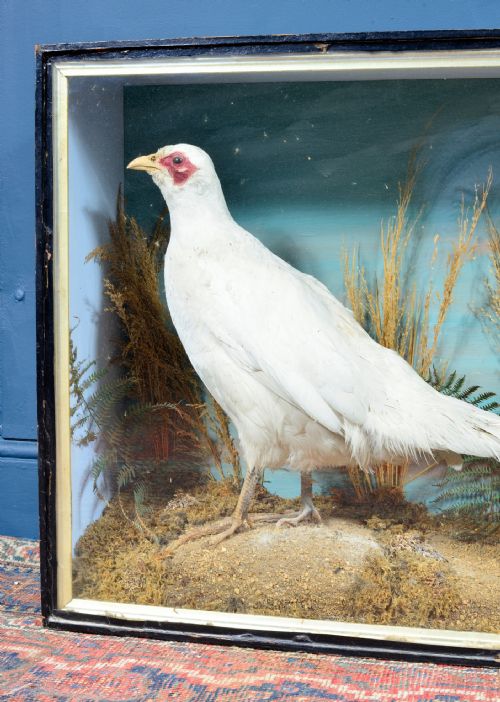 CASED TAXIDERMY WHITE PHEASANT BY AC FOOT BATH C1890 - ADDITIONAL PHOTO 4