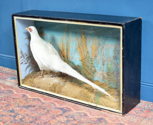 CASED TAXIDERMY WHITE PHEASANT BY AC FOOT BATH C1890 - ADDITIONAL PHOTO 5