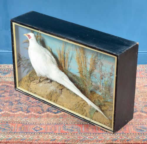 CASED TAXIDERMY WHITE PHEASANT BY AC FOOT BATH C1890 - ADDITIONAL PHOTO 7