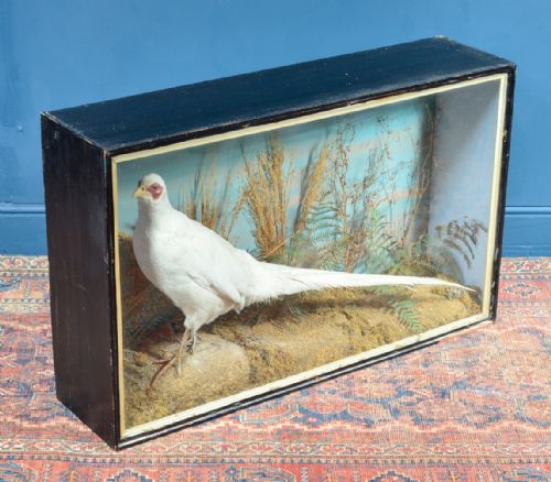 CASED TAXIDERMY WHITE PHEASANT BY AC FOOT BATH C1890 - ADDITIONAL PHOTO 8
