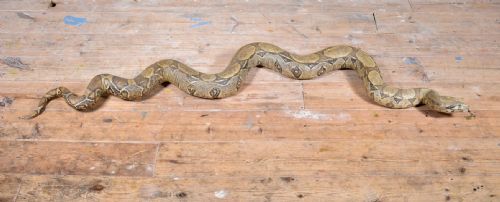 TAXIDERMY BOA CONSTRICTOR SNAKE EARLY 20TH C - ADDITIONAL PHOTO 1