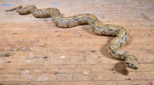 TAXIDERMY BOA CONSTRICTOR SNAKE EARLY 20TH C - ADDITIONAL PHOTO 2