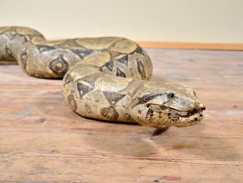 TAXIDERMY BOA CONSTRICTOR SNAKE EARLY 20TH C - ADDITIONAL PHOTO 3