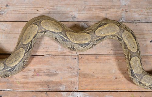 TAXIDERMY BOA CONSTRICTOR SNAKE EARLY 20TH C - ADDITIONAL PHOTO 4