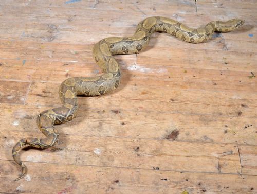 TAXIDERMY BOA CONSTRICTOR SNAKE EARLY 20TH C - ADDITIONAL PHOTO 5