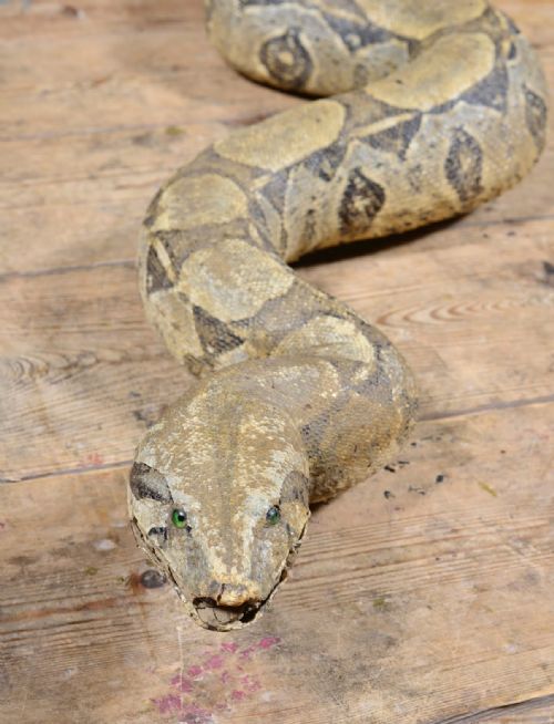 TAXIDERMY BOA CONSTRICTOR SNAKE EARLY 20TH C - ADDITIONAL PHOTO 8