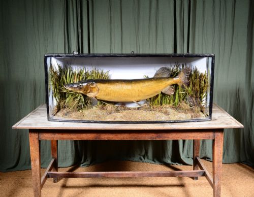 a large taxidermy cased pike by je shelbourne of leicester c1920 - CATEGORY: ANTIQUE MISCELLANEOUS - DATED 1920