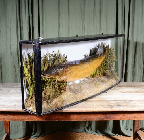 A LARGE TAXIDERMY CASED PIKE BY JE SHELBOURNE OF LEICESTER C1920 - ADDITIONAL PHOTO 2