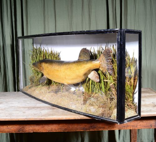 A LARGE TAXIDERMY CASED PIKE BY JE SHELBOURNE OF LEICESTER C1920 - ADDITIONAL PHOTO 3