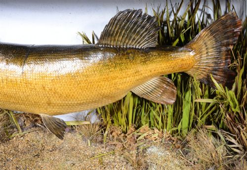 A LARGE TAXIDERMY CASED PIKE BY JE SHELBOURNE OF LEICESTER C1920 - ADDITIONAL PHOTO 4