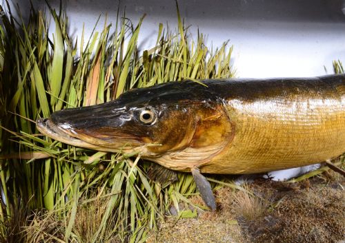 A LARGE TAXIDERMY CASED PIKE BY JE SHELBOURNE OF LEICESTER C1920 - ADDITIONAL PHOTO 5