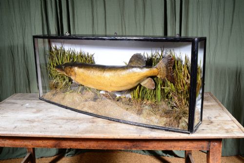 A LARGE TAXIDERMY CASED PIKE BY JE SHELBOURNE OF LEICESTER C1920 - ADDITIONAL PHOTO 6