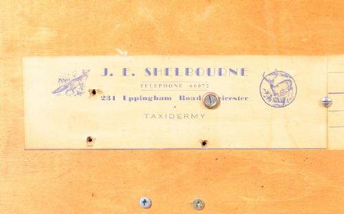 A LARGE TAXIDERMY CASED PIKE BY JE SHELBOURNE OF LEICESTER C1920 - ADDITIONAL PHOTO 7