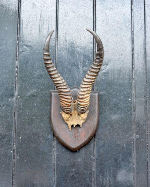 mounted taxidermy springbok horns by pollard ex rowland ward c1920 - CATEGORY: ANTIQUE MISCELLANEOUS - DATED 1920