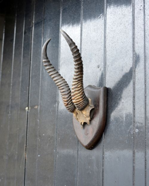 MOUNTED TAXIDERMY SPRINGBOK HORNS BY POLLARD EX ROWLAND WARD C1920 - ADDITIONAL PHOTO 1