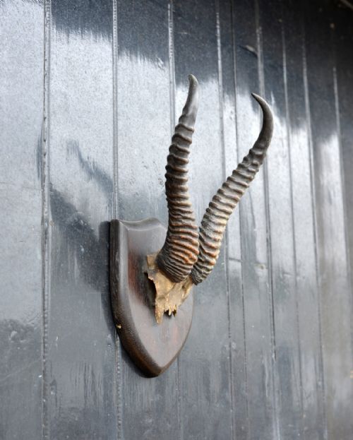 MOUNTED TAXIDERMY SPRINGBOK HORNS BY POLLARD EX ROWLAND WARD C1920 - ADDITIONAL PHOTO 2
