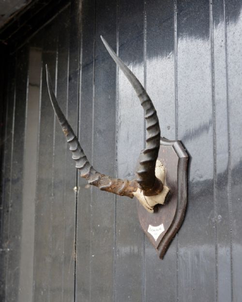 mounted taxidermy uganda kob horns by rowland ward 'eldoma ravine 1929' - CATEGORY: ANTIQUE MISCELLANEOUS - DATED 1920
