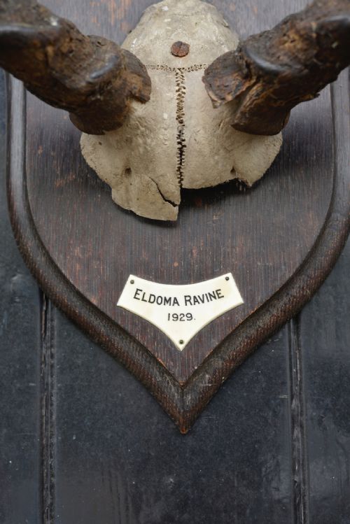 MOUNTED TAXIDERMY UGANDA KOB HORNS BY ROWLAND WARD 'ELDOMA RAVINE 1929' - ADDITIONAL PHOTO 1