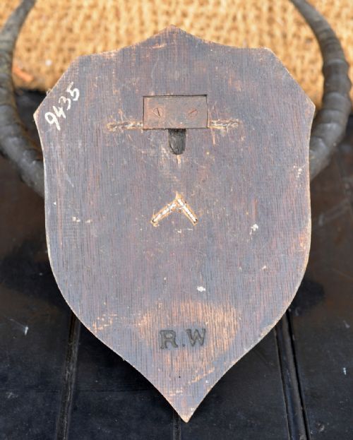 MOUNTED TAXIDERMY UGANDA KOB HORNS BY ROWLAND WARD 'ELDOMA RAVINE 1929' - ADDITIONAL PHOTO 2