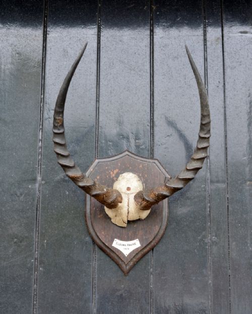 MOUNTED TAXIDERMY UGANDA KOB HORNS BY ROWLAND WARD 'ELDOMA RAVINE 1929' - ADDITIONAL PHOTO 3