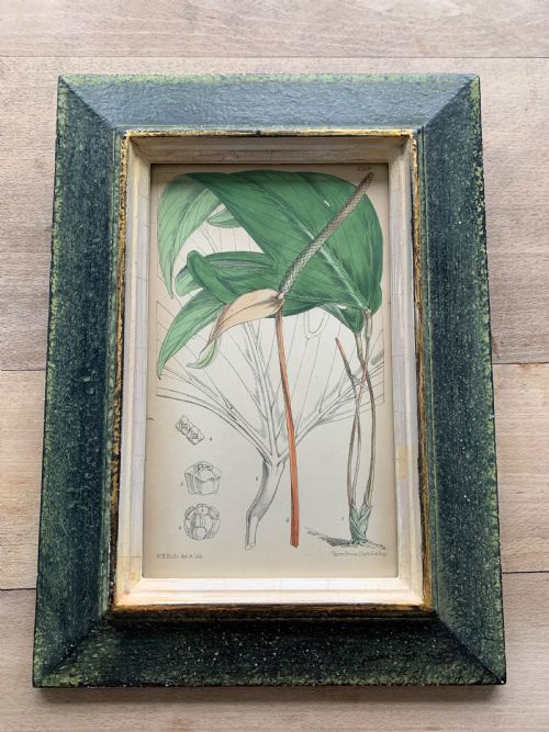 Antique Botanical Print After W.h. Fitch Printed by Vincent Brooks Day & Son