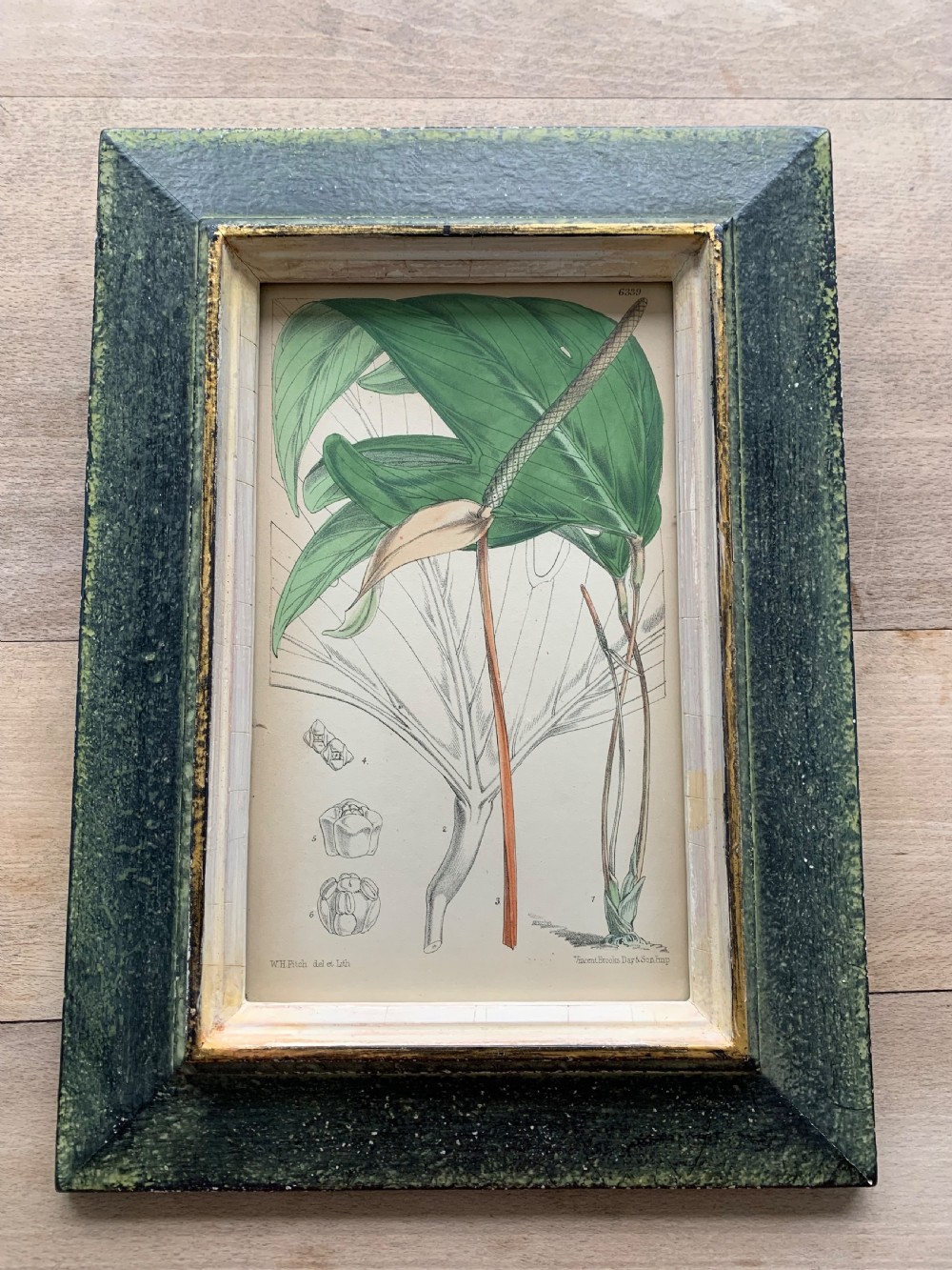 Antique Botanical Print after W.H. Fitch Printed by Vincent Brooks Day & Son