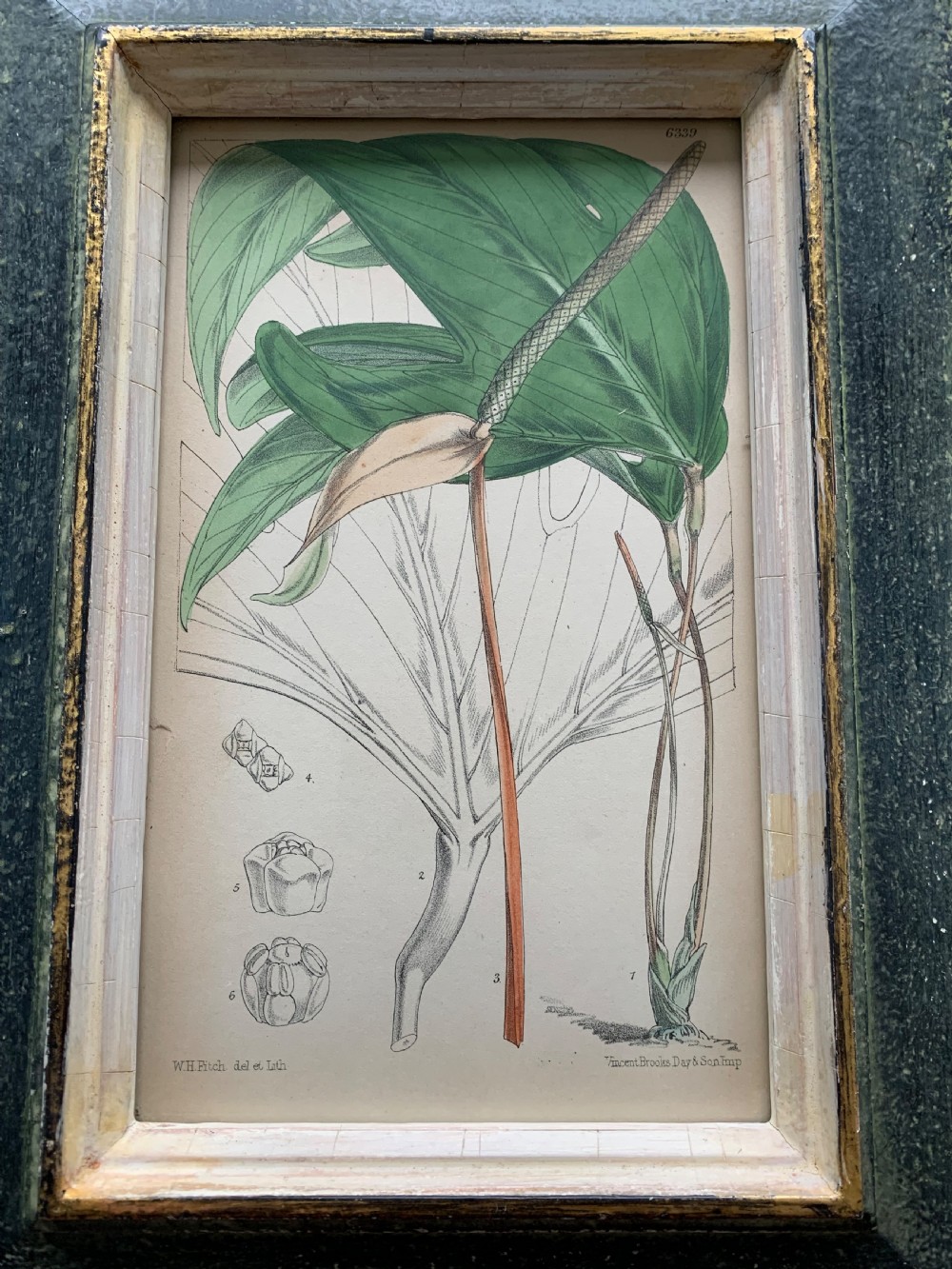 Antique Botanical Print after W.H. Fitch Printed by Vincent Brooks Day & Son View II