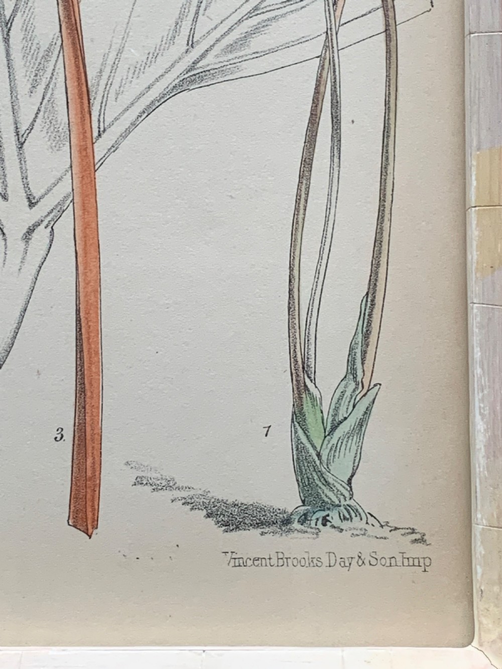 Antique Botanical Print after W.H. Fitch Printed by Vincent Brooks Day & Son View III