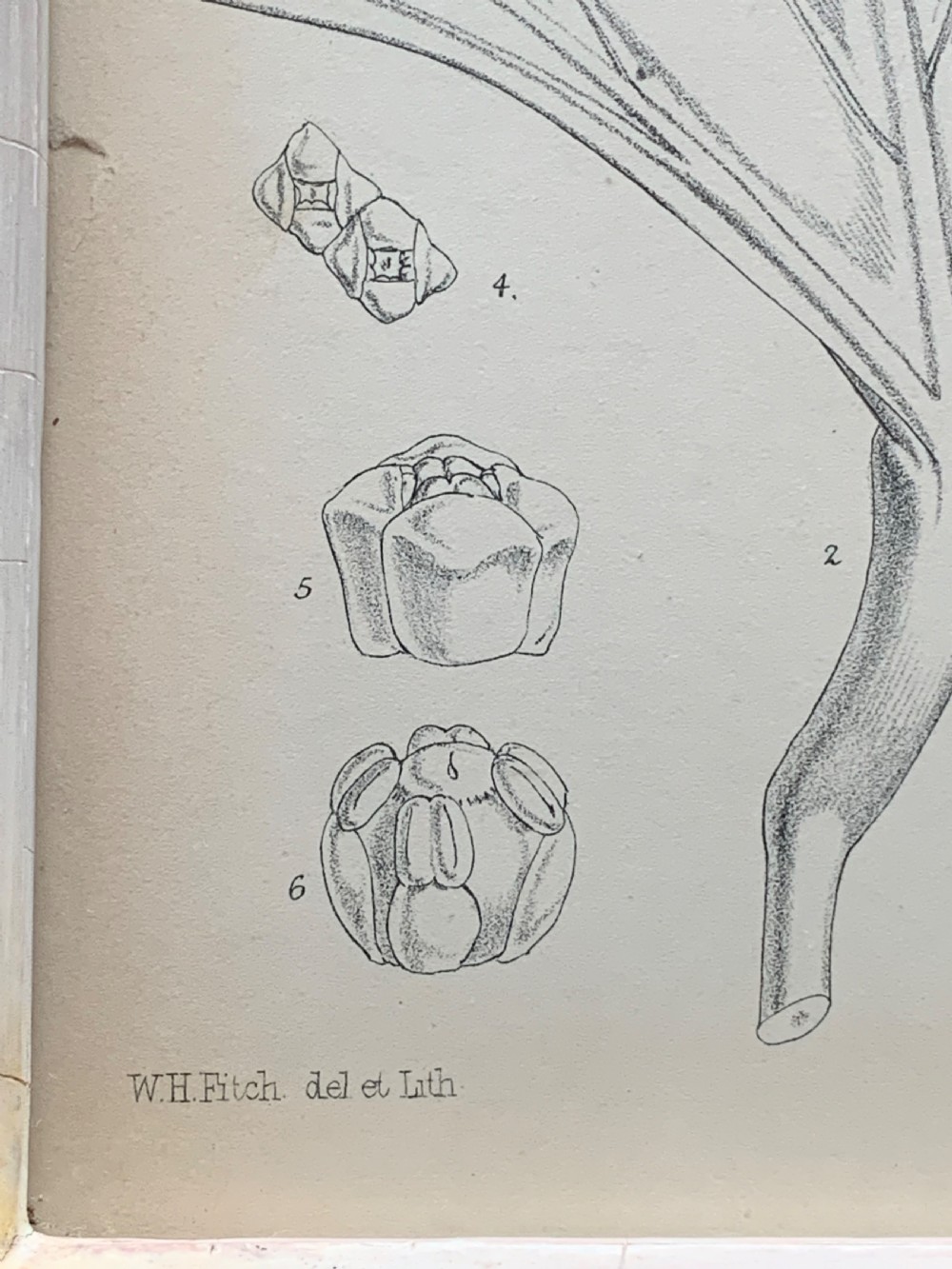 Antique Botanical Print after W.H. Fitch Printed by Vincent Brooks Day & Son View IV