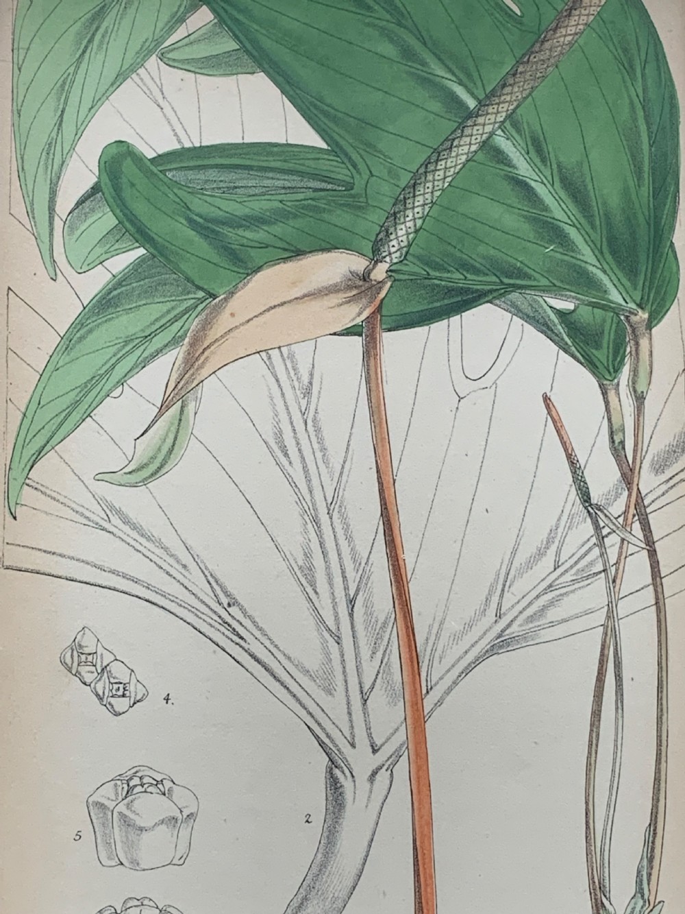 Antique Botanical Print after W.H. Fitch Printed by Vincent Brooks Day & Son View V