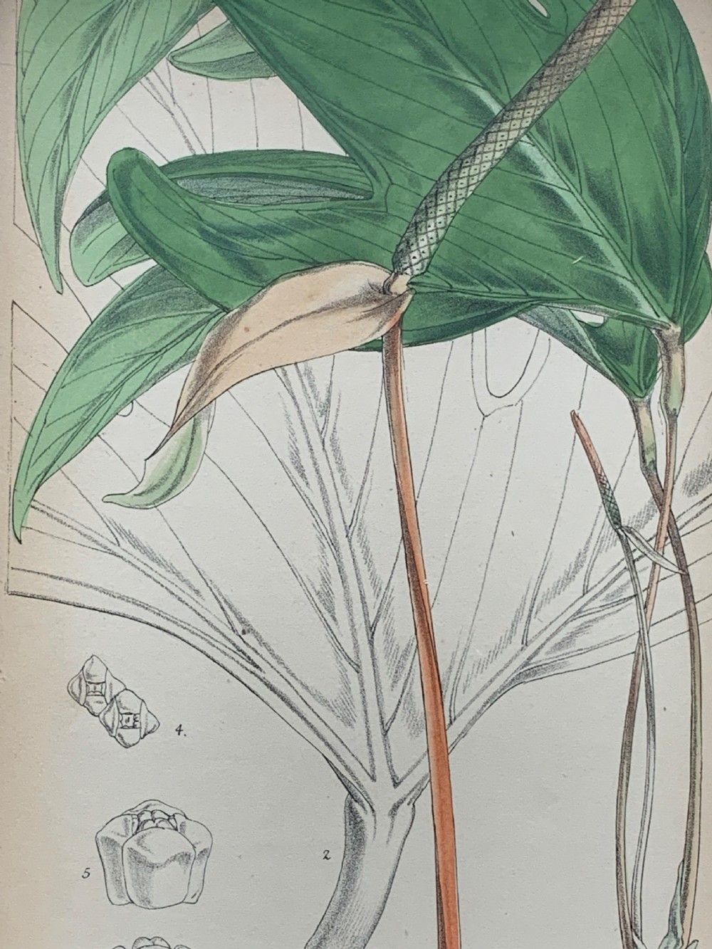 Antique Botanical Print after W.H. Fitch Printed by Vincent Brooks Day & Son View VII