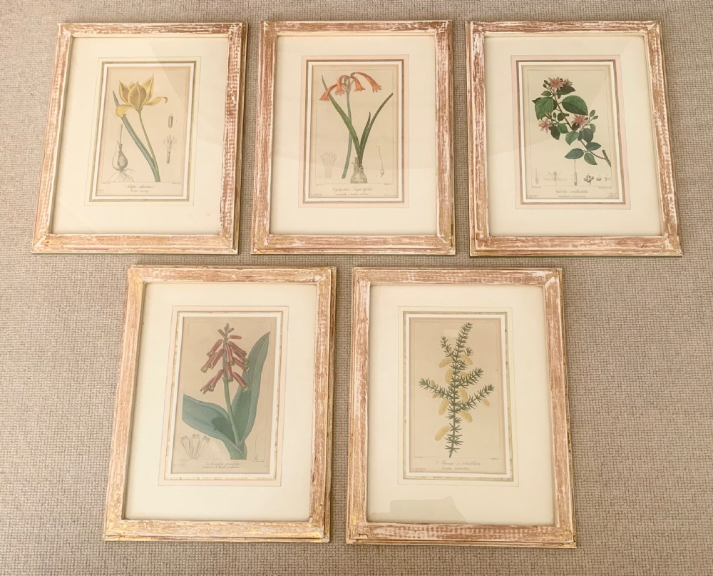 A set of five 19th-century French botanical engravings depicting floral specimens, framed in whitewashed timber frames with off-white matting.