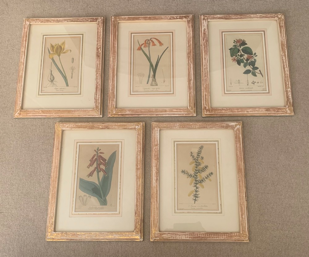 A set of five 19th-century French botanical engravings depicting floral specimens, framed in whitewashed timber frames with off-white matting. View V