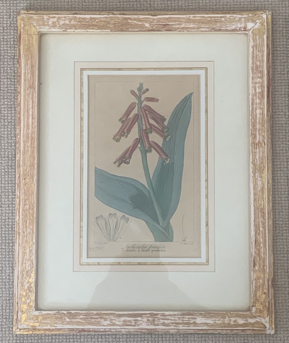 A set of five 19th-century French botanical engravings depicting floral specimens, framed in whitewashed timber frames with off-white matting. View VI
