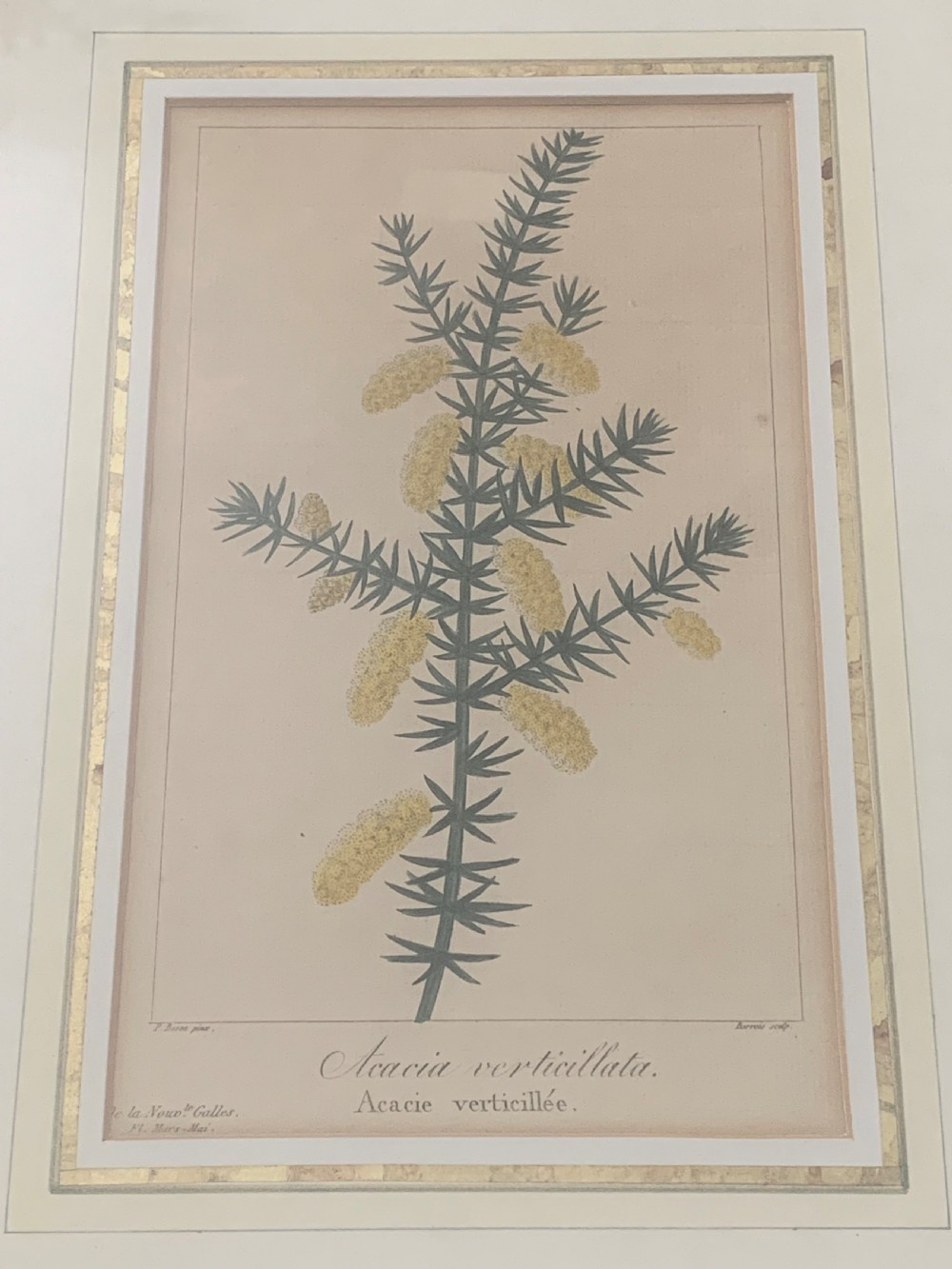 A set of five 19th-century French botanical engravings depicting floral specimens, framed in whitewashed timber frames with off-white matting. View VIII