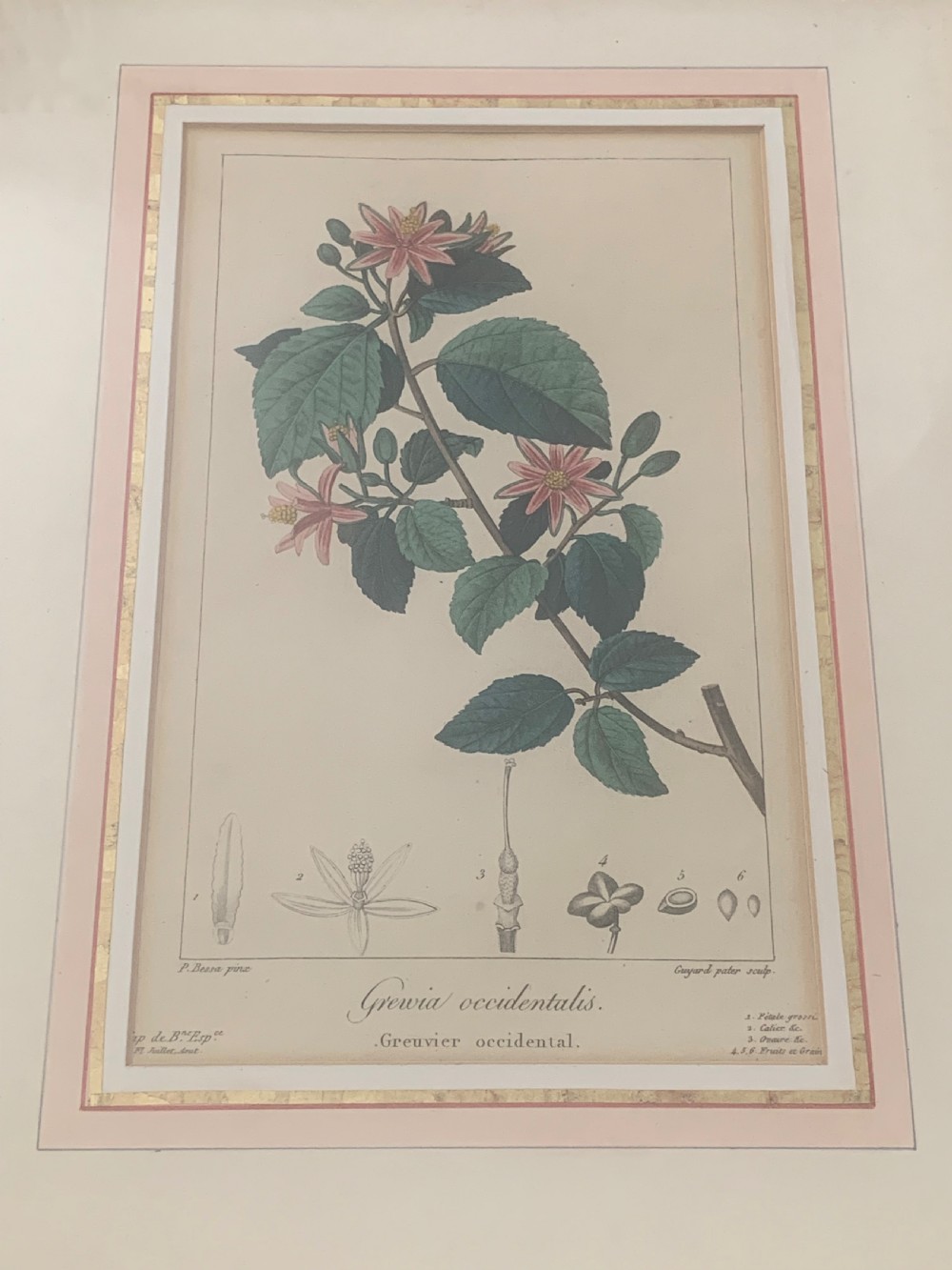 A set of five 19th-century French botanical engravings depicting floral specimens, framed in whitewashed timber frames with off-white matting. View IX