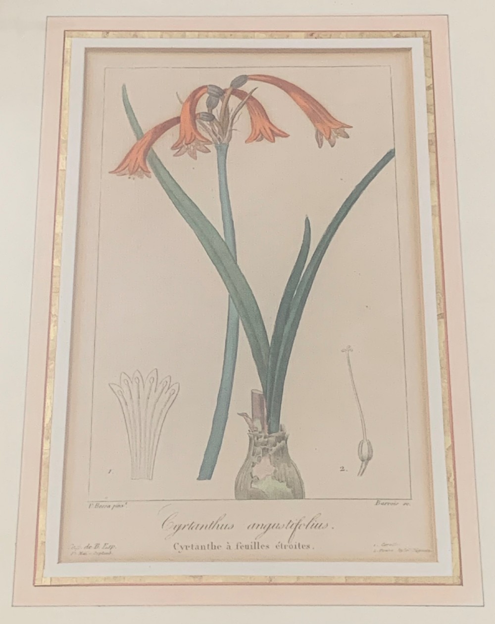 A set of five 19th-century French botanical engravings depicting floral specimens, framed in whitewashed timber frames with off-white matting. View X